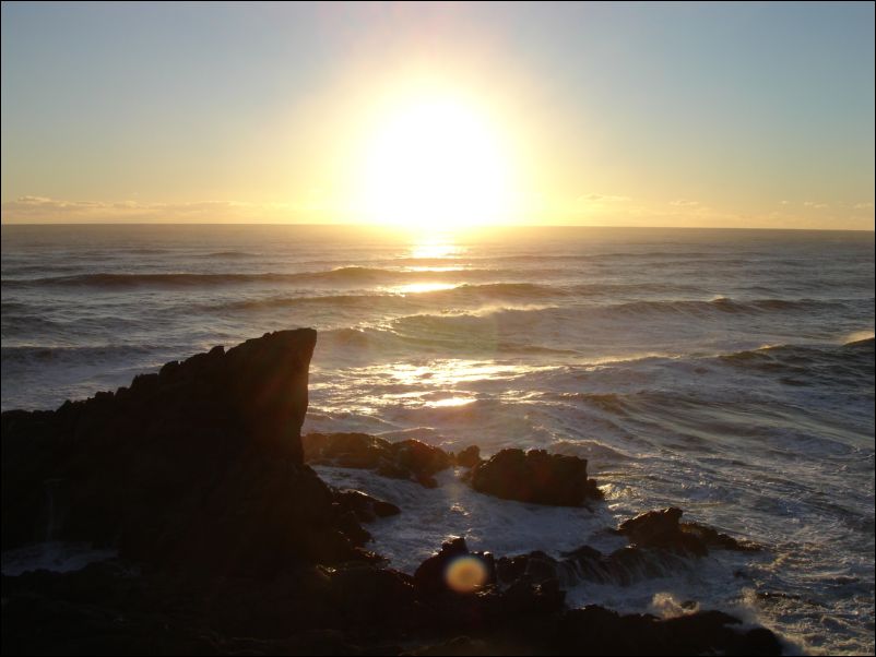 DSC01364_seal colony cape foulwind westport